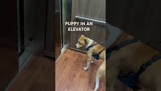 PUPPY IN AN ELEVATOR #puppy #elevator