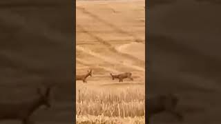 Pelea de corzos en pleno verano