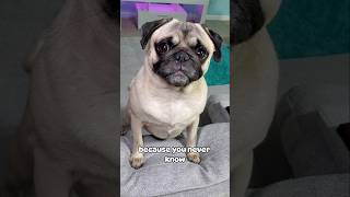 Um... Just be nice 💜 #dog #pug #cute #funny #fyp #shorts