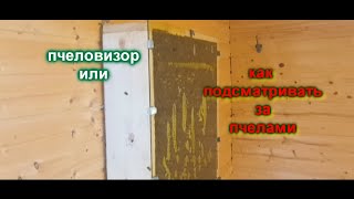 Пчеловизор или Пчелотелевизор. Подглядываем как работают пчелы