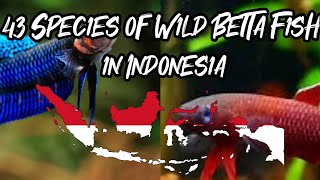 43 Jenis Ikan Laga Liar di Indonesia 🇮🇩