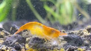 BERRIED Orange Sakura Shrimp