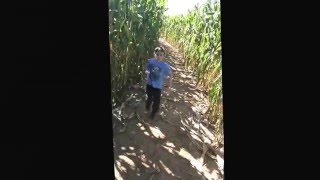 Corn maze 2015