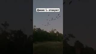 Дикие утки атакуют в Сан-Хосе. Сантехник на выходных