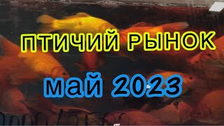 ПТИЧИЙ РЫНОК, САДОВОД. Москва. Обзор прудовых и аквариумных рыб, которых ещё не показывал в мае