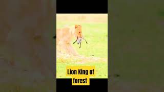 forest king lion's #shorts #shortsfeed #viralshorts