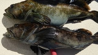 Pacific Dawn Sportfishing - May 1st 2015 - San Miguel Island - Lingcod City