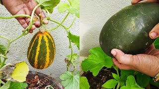 Mangalore Cucumber Harvest in My Garden. ನನ್ನ ಕೈತೋಟದ ಮಂಗಳೂರು ಸೌತೆ/ ಸಾಂಬಾರ್ ಸೌತೆಕಾಯಿ