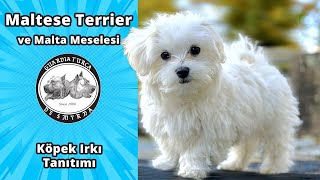 Maltese Terrier - Malta Sürgünü Meselesi