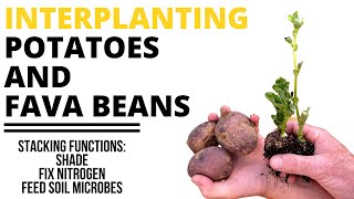 Interplanting Potatoes and Fava Beans for | Two Plants Multiple Benefits?