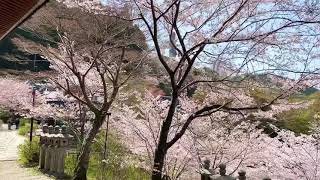 Cherry blossoms at Tsubosaka-dera  Temple