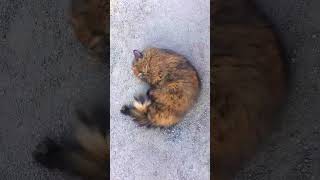 Cat Rolling Around in Dirt 💜 #shorts #cat #kitty