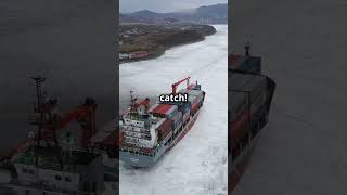 Why Cargo Ships Don't Retrieve Fallen Containers