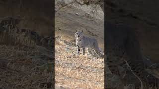 Bobcat, Bobcat, Bobcat! #foxpro #bobcat #hunting #shorts