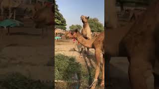 #camel #animals #youtubeshorts #youtubevideos #camelculture #ytshorts #goat