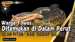 Seorang Warga Tewas Ditemukan di Dalam Perut Ular Piton Kabupaten Sidrap Sulawesi Selatan