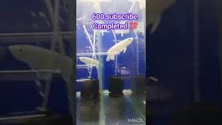 💥 Free for all🥳🐠 600 subscribe 🤯 #shorts #viral #trending #600k #1million #shortvideos #fish #birds