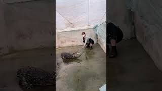 WOW So Amazing ! Watching crocodiles at farm #crocodile #short #2