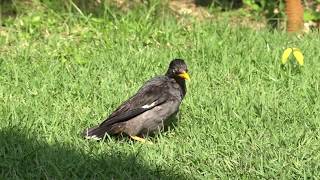 Another Javan Myna soaking in the sun