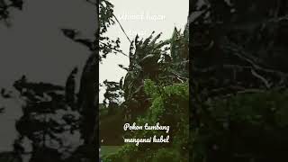 #shortsfeed #shortvideo  Akibat hujan deras ,pohonntumbag