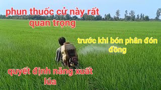 Phun cử thuốc quan trọng trước khi bón phân đón đồng để quyết định năng xuất#5451