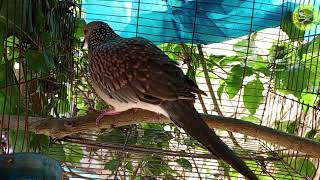 Amazing dove bird sound  /gugu pakir dak /ঘুঘু পাখির ডাক #bmmedia1