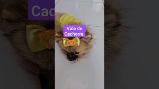 Laço pet #pets #lacinhos