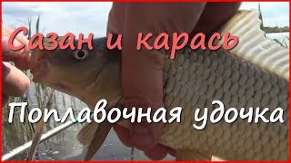 Ловля сазана и карася весной. Рыбалка на поплавочную удочку.