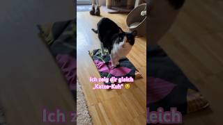 Yogamatte für Katzen 😹lustige Katzenvideos 😻 #shorts #cats