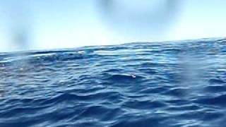 underwater dolphins and sharks feeding on bait ball 3