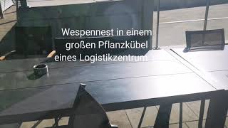 Wespen in einem Logistikzentrum