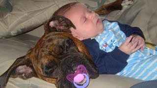 Babies Sleeping With Dogs Compilation