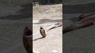 cobra snake rescue video #snakes #shorts