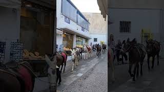 Santorini horses in street #santorini #santorinigreece #santoriniisland #greece #horses #donkey