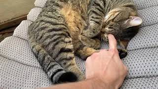 Fat cat (Shprizki) purrs intensely while owner supposed to study physics