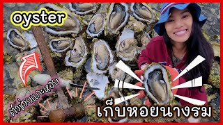 หอยนางรมตัวใหญ่ๆ  มีเต็มหาด  เยอะจนเก็บไมไหว กิจกรรมประจำปี / ชีวิตเมืองนอก