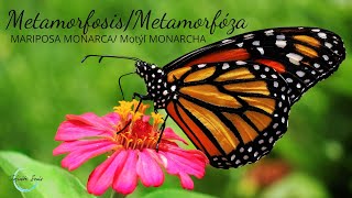 TRANSFORMACION METAMORFOSIS DE LA MARIPOSA MONARCA 🦋🦋🦋♥♥♥