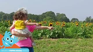 U-Pick Sunflowers at Thompson Family Farms near Greenville, SC