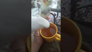 cute birds having a cuppa