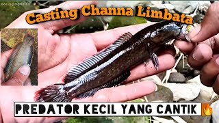 Mancing Channa Limbata pake Umpan kodok karet!! || #CastingLimbata