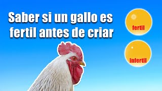 saber si un gallo es fertil viendo los huevos antes de incubar #gallofertil #gallinfertil