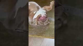 Dog is wiped out after a walk! #dogs #funny #funnydogs #cute #cutedogs #shorts