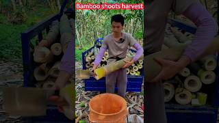 Bamboo shoot harvesting techniques easy to master! Fresh and tender。  竹筍收穫技巧輕鬆掌握！鮮嫩好吃，一刀刀切斷，香脆美味享不停