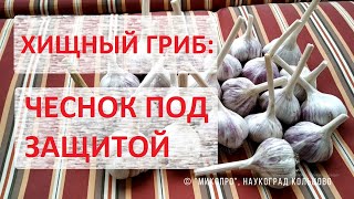 Хищный гриб: чеснок под защитой