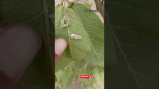 Nymph of the Giant Pink stink Bug #insects #video