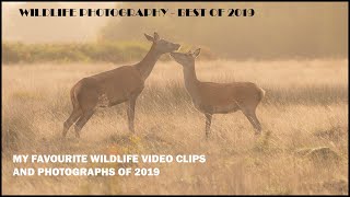 My Wildlife Highlights of 2019