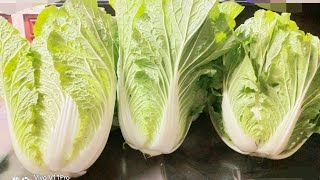 Harvesting Chinese Cabbage 2022