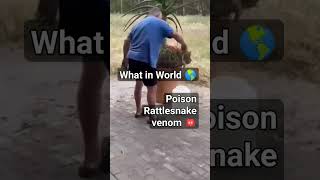 New Entertainment Projects: Man vs Rattlesnake venom #shorts #subscribe #rattlesnakes