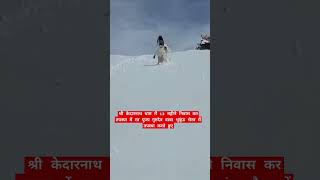 श्री केदारनाथ धाम #kedar #bholenath #shiv #snow #subscribe #shortvideo  #shorts