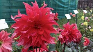 Dahlia 'Red Labyrinth' - FarmerGracy.co.uk